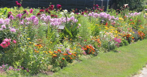 Concours fleuri