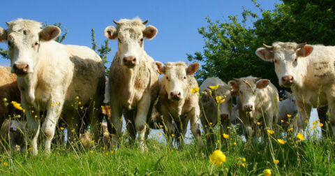 vaches dans un pré
